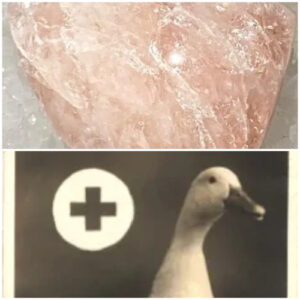 CollageMorganite_Health.jpg Morganite Package Managed Online Survey for Healthcare Businesses: Customer Risk Management - first payment. Product 1